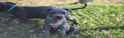 Pitbull cani in vendita: Cuccioli Pit Bull con pedigree anche a rate - Annuncio 3
