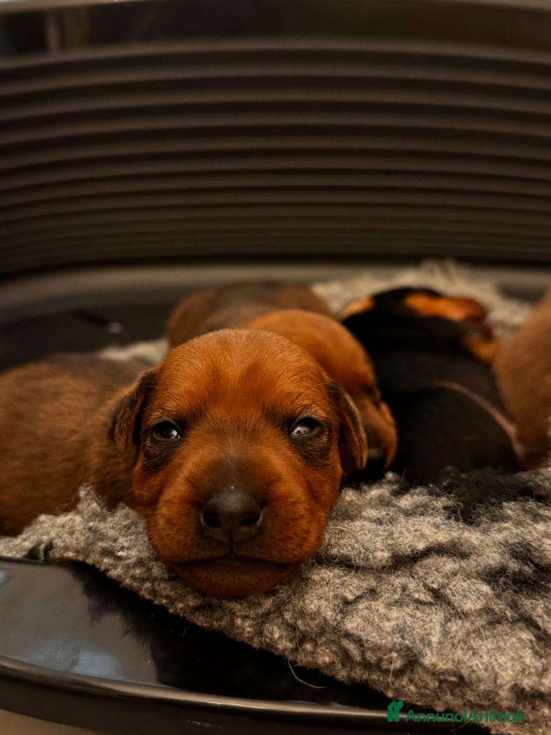 Pinscher Miniatura cani in vendita: Zwergpinscher  a Provincia di Pavia - Annuncio 2