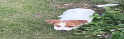 Jack Russell cani in vendita: Jack Russell  a Provincia di Vicenza - Annuncio 6