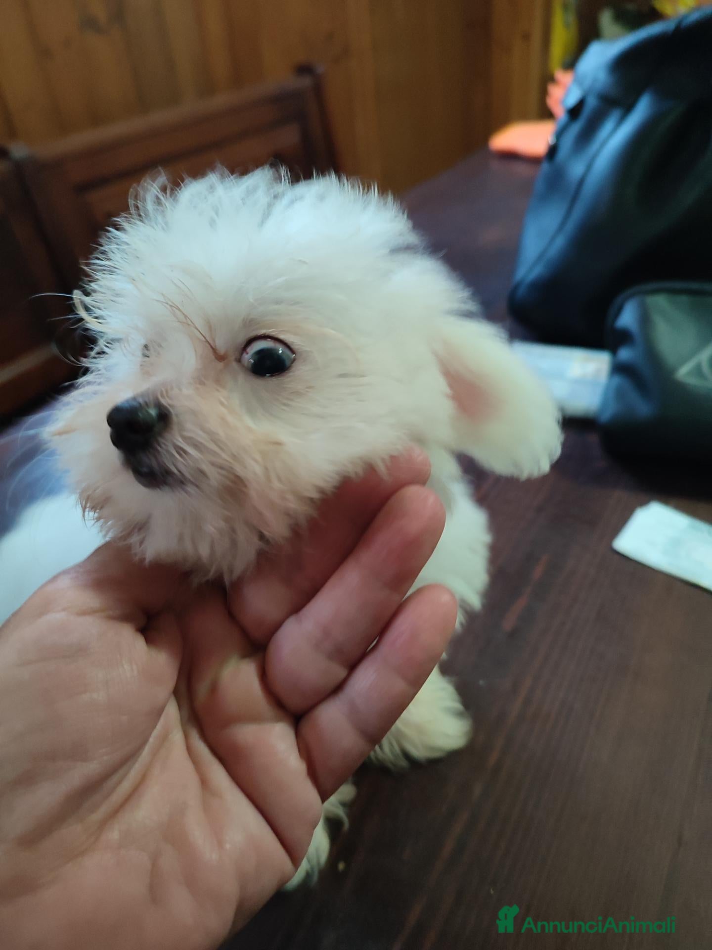 Maltese cani Maltese Toy - Annuncio 6