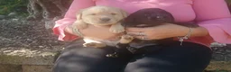 Labrador cani in vendita: Cuccioli di labrador  - Annuncio 7