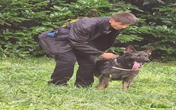 Pastore Tedesco cani per accoppiamento: Pastore Tedesco (Grigione) disponibile per monta a Provincia di Monza e della Brianza - Immagine 3
