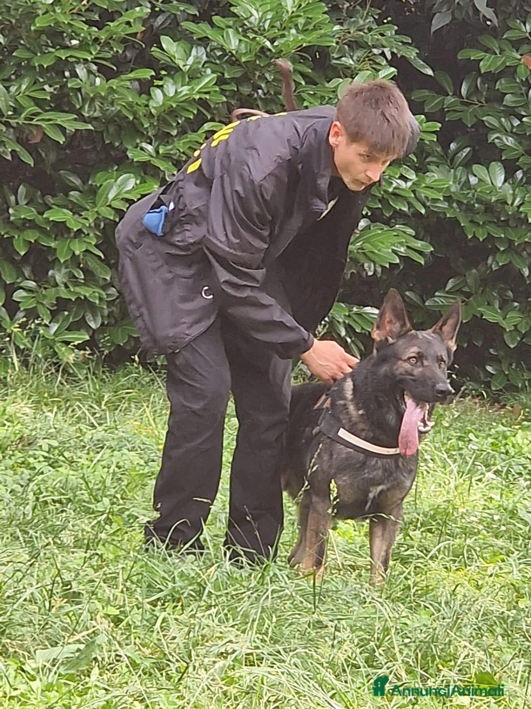 Pastore Tedesco cani per accoppiamento: Pastore Tedesco (Grigione) disponibile per monta a Provincia di Monza e della Brianza - Immagine 3