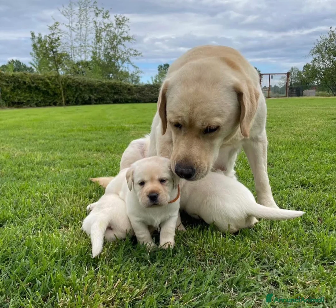 Immagine della galleria {{count}}