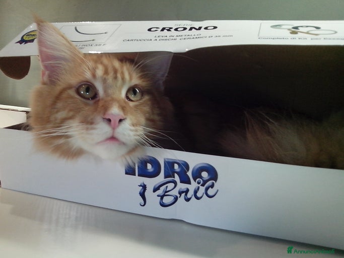 Immagine della galleria {{count}}