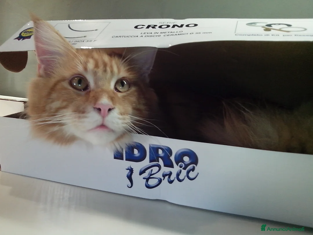 Immagine della galleria {{count}}