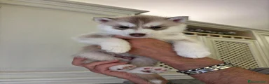 Husky Cucciolo 1