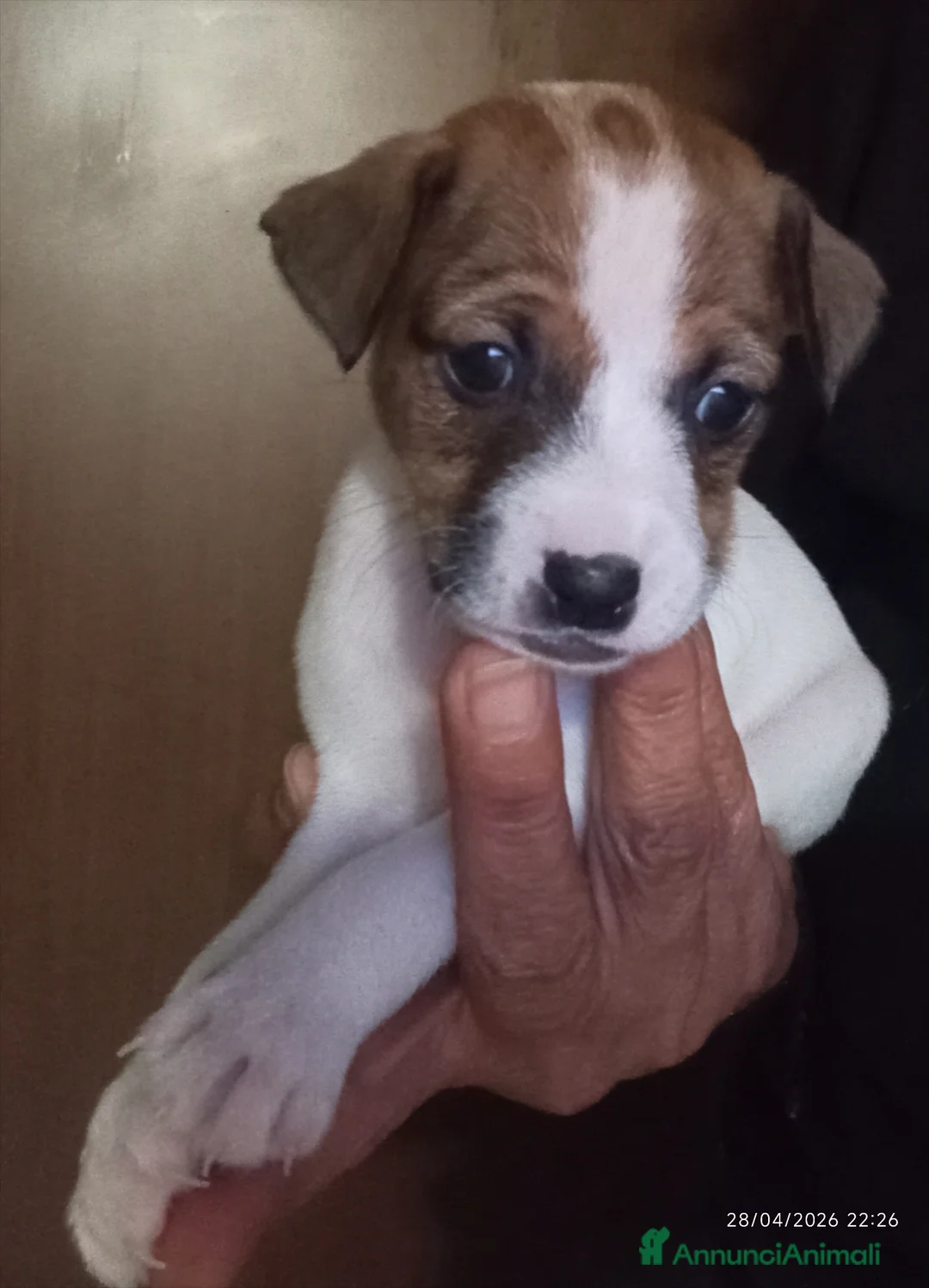 Jack Russell cani in vendita:  Cucciolo di Jack Russell Terrier Cerca Casa! 🐾 - Annuncio 2