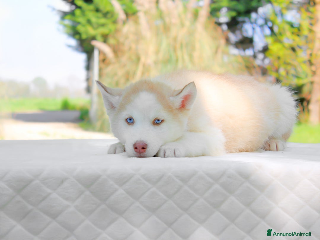 Husky cani in vendita: Cuccioli di Siberian Husky  a Provincia di Pavia - Immagine 2