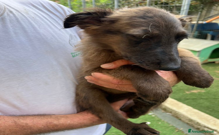 Altre razze cani a Provincia di Brescia - Annuncio 3