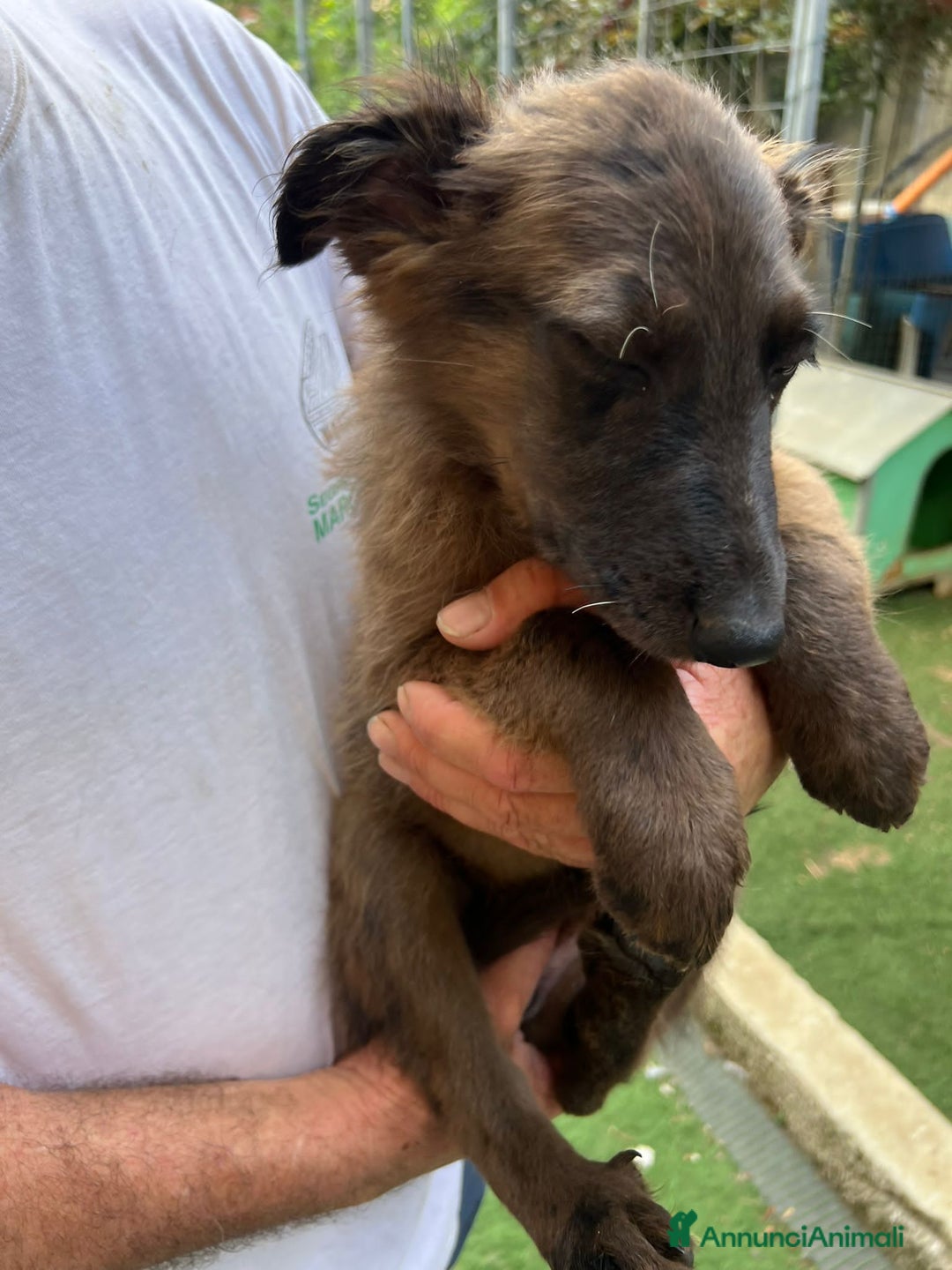Altre razze cani in regalo: Cucciola a Provincia di Brescia - Immagine 1