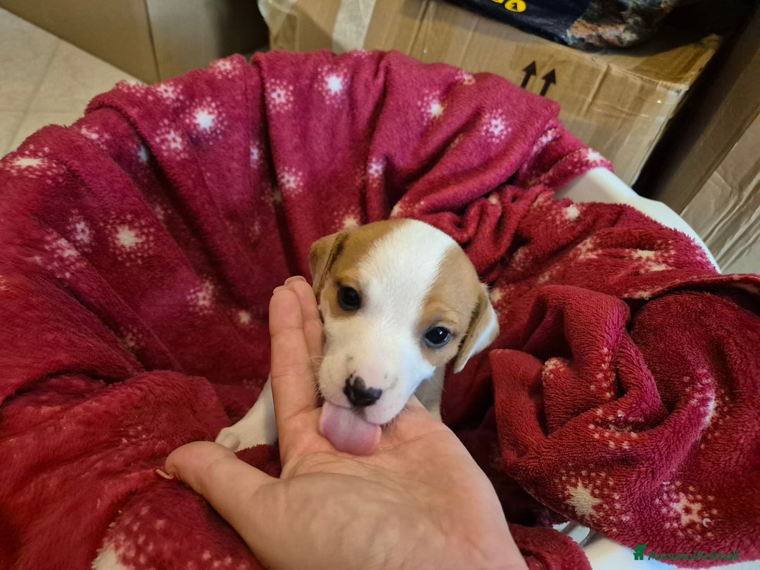Jack Russell cani in vendita: Jack russell - Annuncio 7