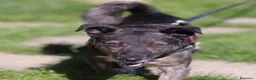 Meticcio cani in regalo: flaSH - Annuncio 5