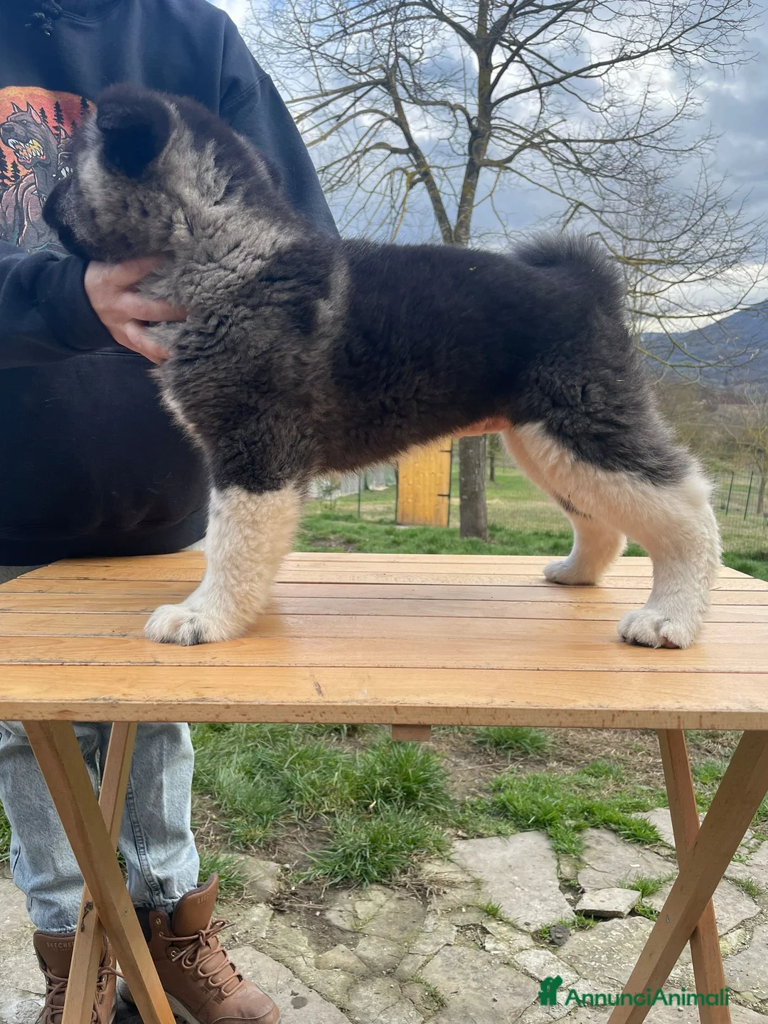 Akita Americano cani in vendita: Cuccioli Akita Americano - Annuncio 1