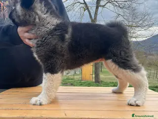 Akita Americano cani Cuccioli Akita Americano - Annuncio 2