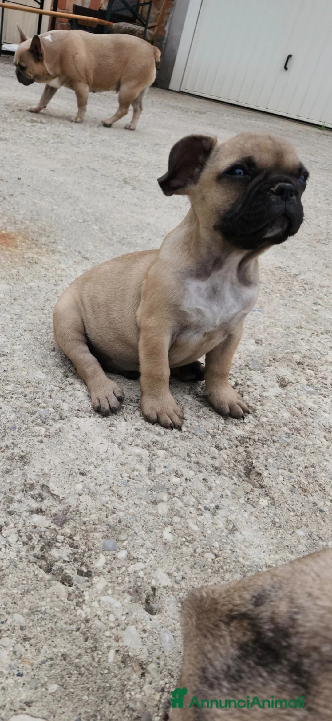Bulldog Francese cani in vendita: Bulldog francese  - Annuncio 9