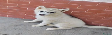 Husky 1