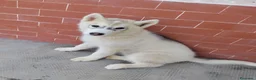 Husky cani in vendita: Cuccioli di Siberian Husky  a Città Metropolitana di Torino - Annuncio 2