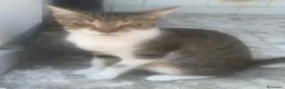 Meticcio gatti in regalo: 2 anni scarsi, dolce come lo zucchero  - Annuncio 5
