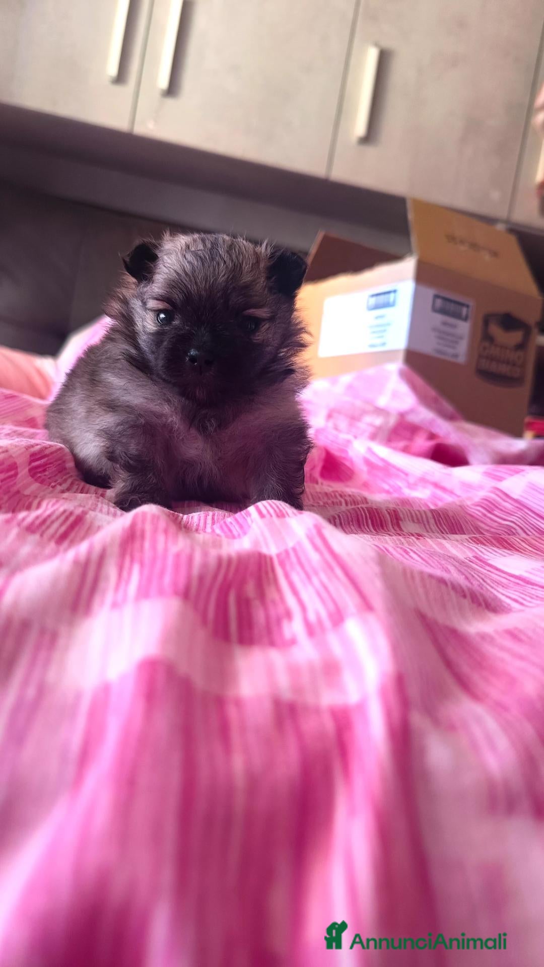Volpino Pomerania cani  Cuccioli di Pomerania Spitz Nano ENCI  - Annuncio 2