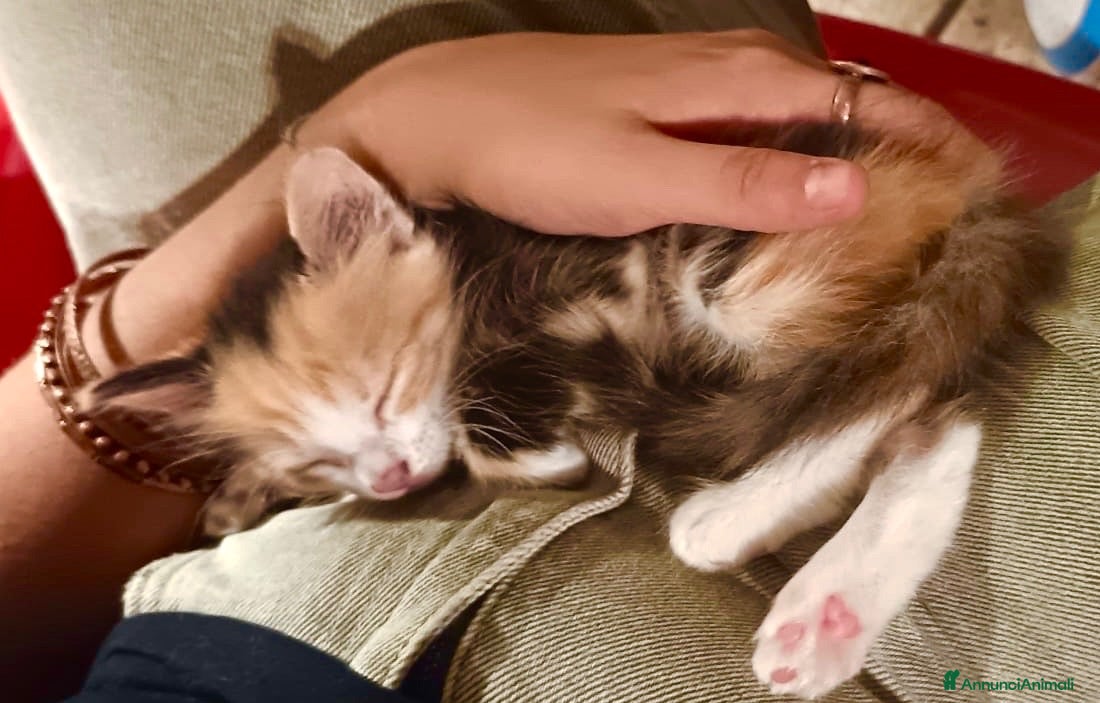 Meticcio gatti Gattina trovate - Annuncio 2