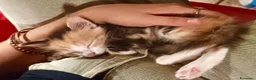 Meticcio gatti in regalo: Gattina trovate a Città metropolitana di Palermo - Annuncio 1