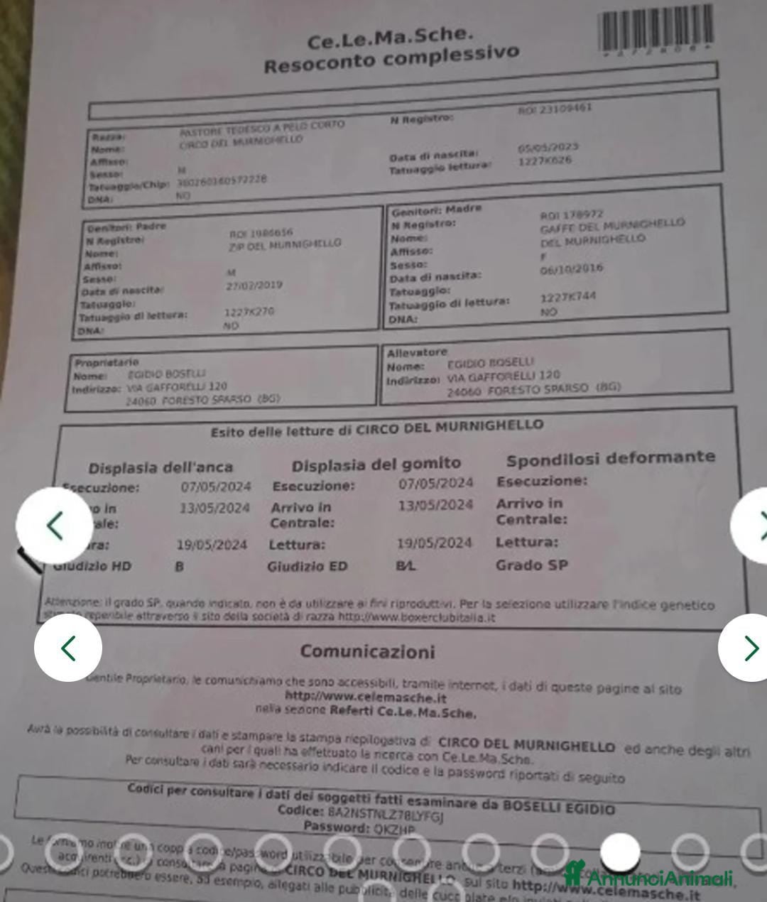 Pastore Tedesco cani in vendita: splendidi cuccioli  - Annuncio 18