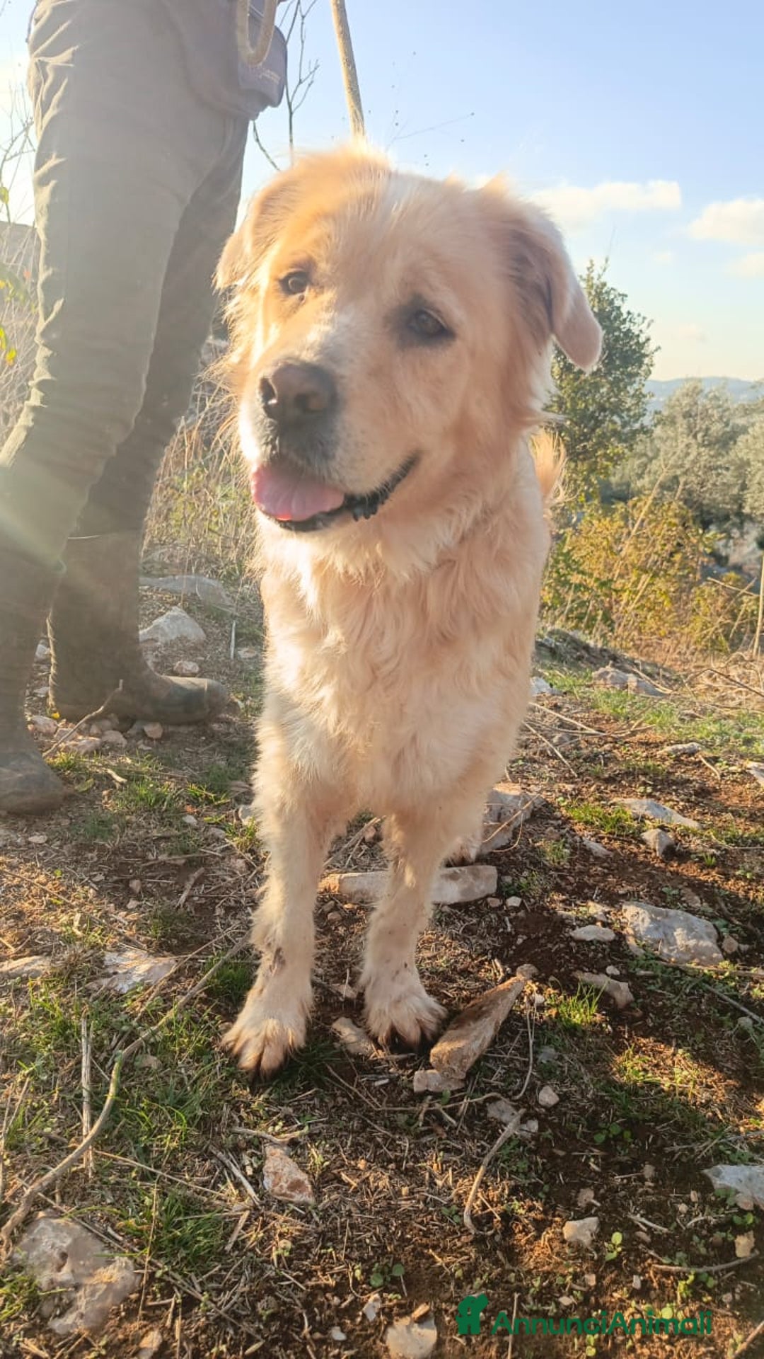 Meticcio cani in regalo: River, un amore di simil Golden Retreiver - Annuncio 2