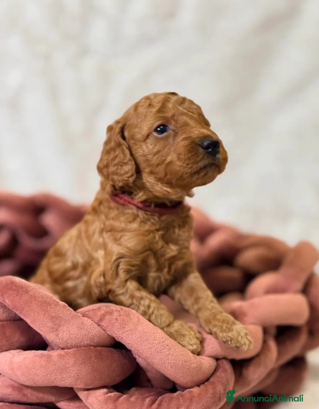 Barboncino Toy cani in vendita: Cuccioli di barboncino Toy rosso asiatico Toy barb - Annuncio 4