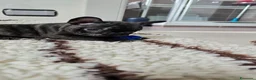 Bulldog Francese cani in vendita: Cuccioli di Bulldog Francese Bringee con pedigree a Città Metropolitana di Torino - Annuncio 8