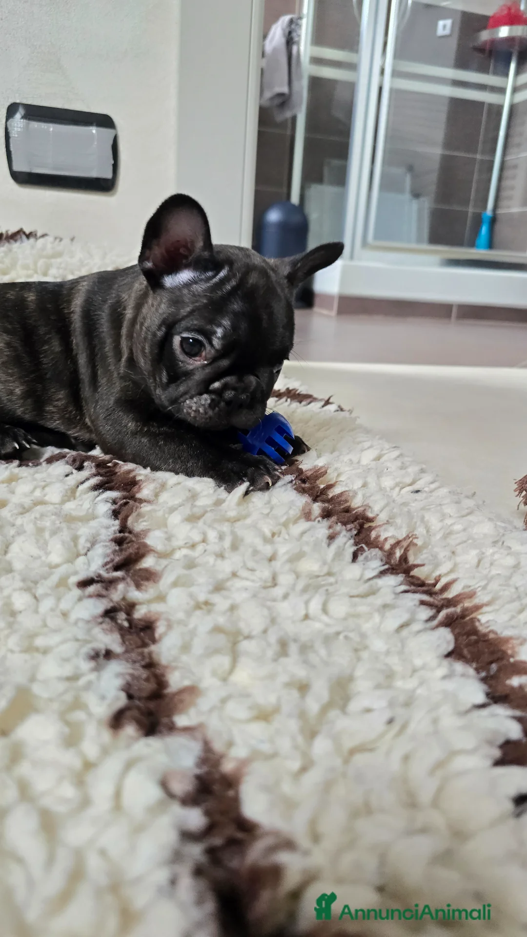Bulldog Francese cani in vendita: Cuccioli di Bulldog Francese Bringee con pedigree a Città Metropolitana di Torino - Annuncio 8