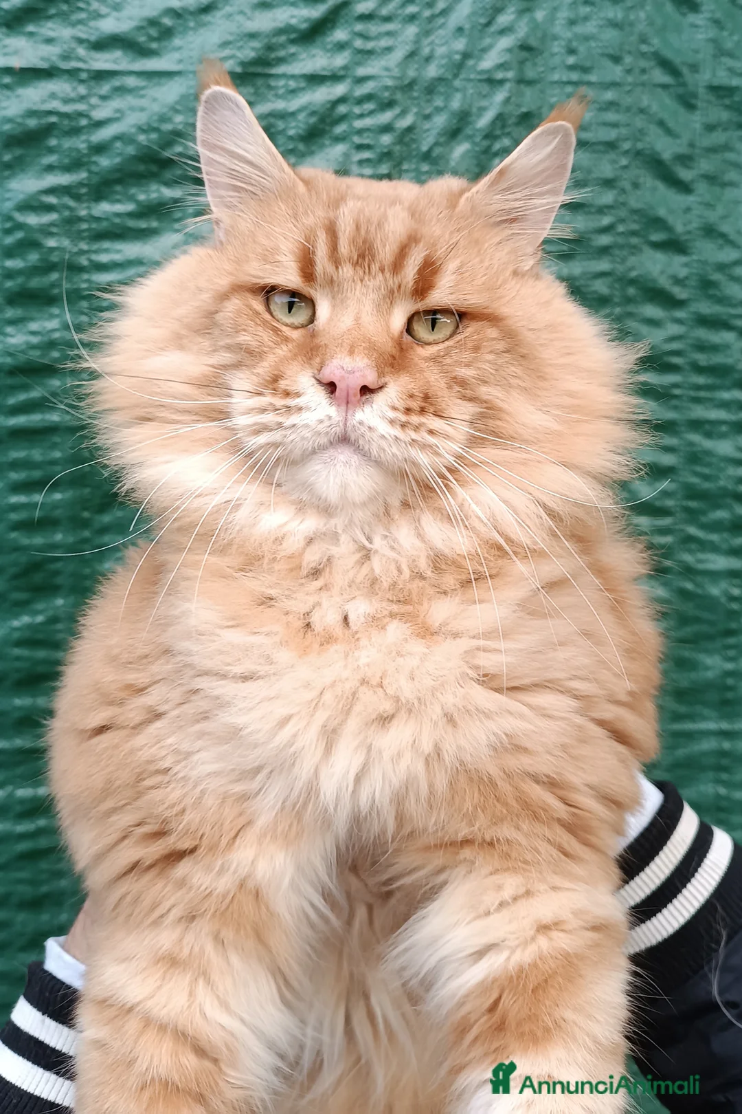 Maine Coon gatti per accoppiamento: Stallone Red per monta Maine Coon Accoppiamento a Provincia di Forlì-Cesena - Annuncio 2