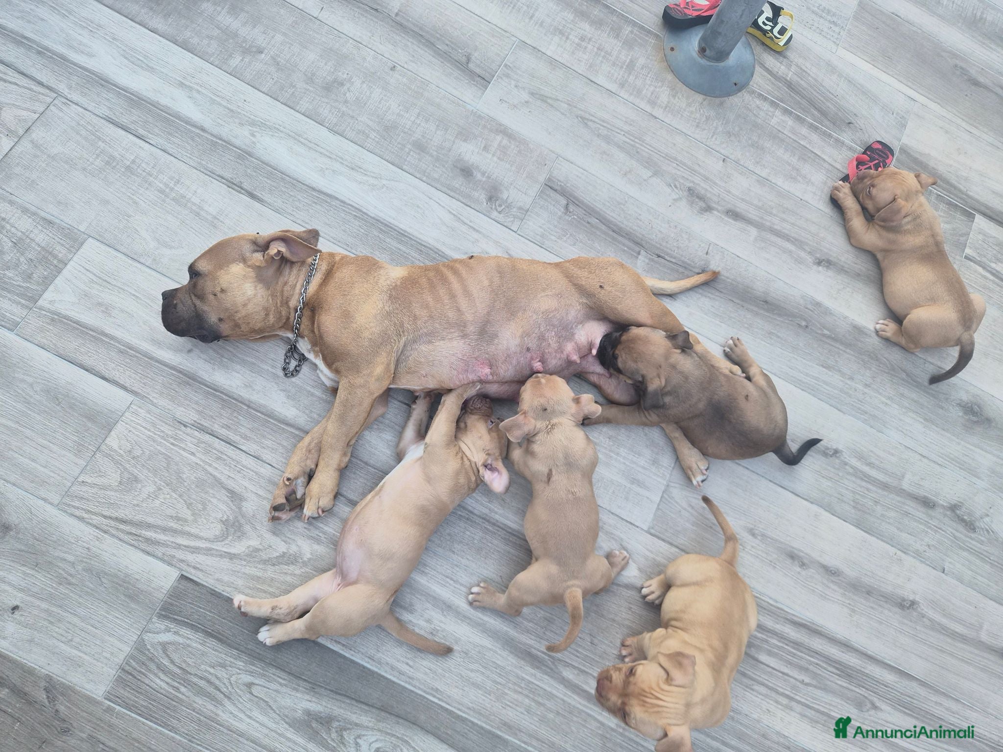 American Bully cani American bully POCKET - Annuncio 2