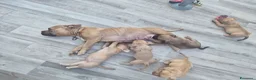 American Bully cani in vendita: American bully POCKET - Annuncio 1