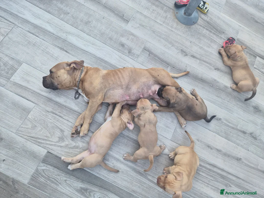 American Bully cani in vendita: American bully POCKET - Annuncio 1