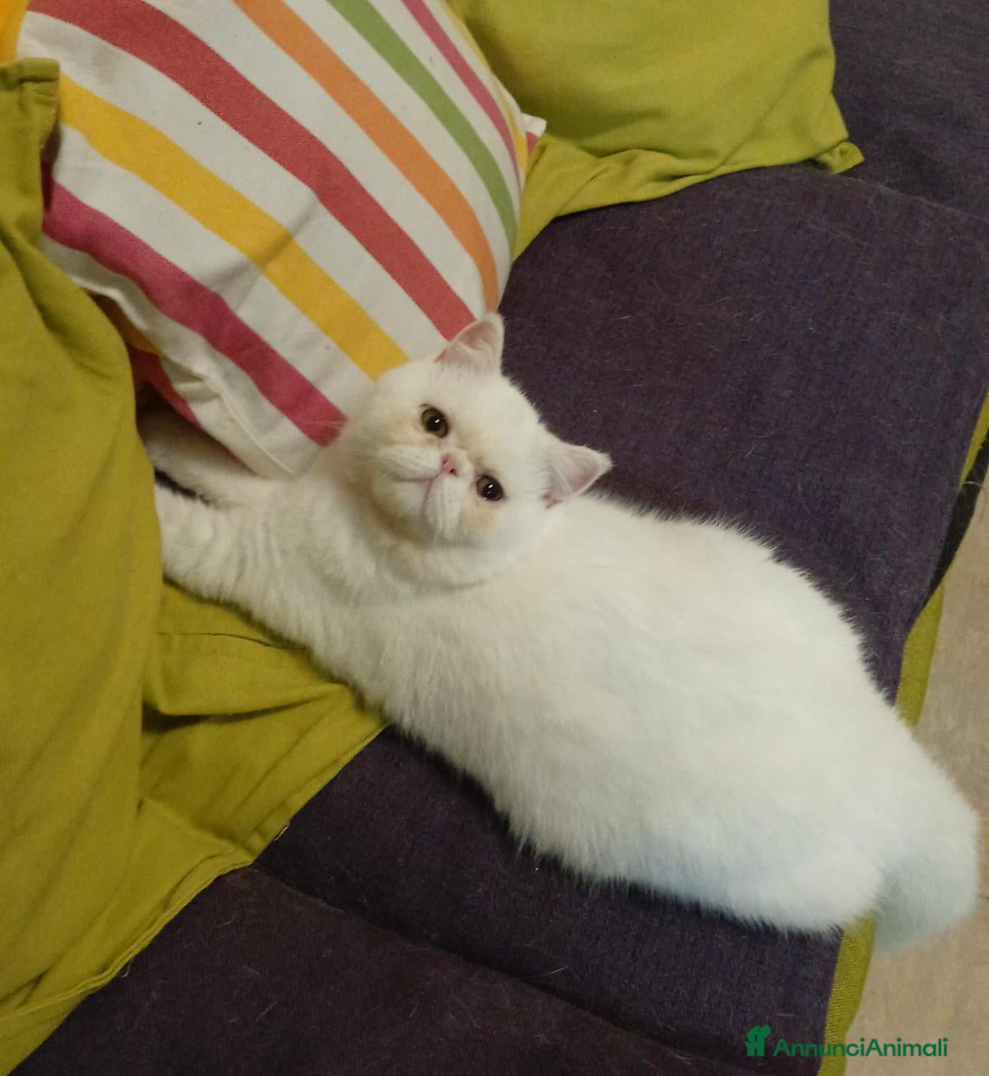 Exotic Shorthair gatti gatto exotic short hair - Annuncio 1