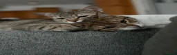 Europeo gatti in regalo: GATTINE BUTTATE VIA DALLA LORO FAMIGLIA  a Provincia di Pistoia - Annuncio 2