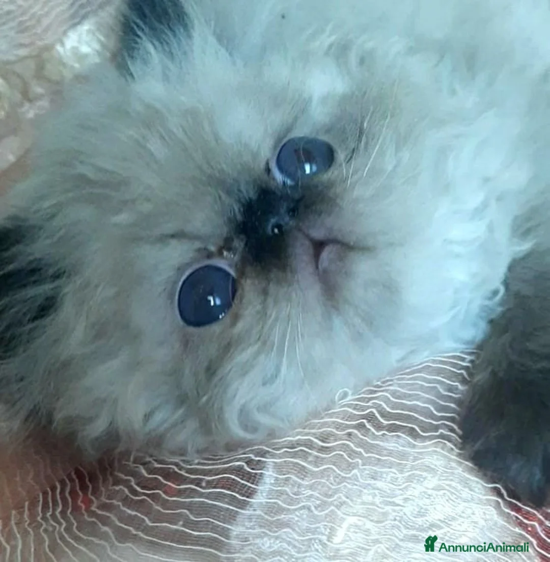 Persiano gatti in vendita: Disponibile cucciolo persiano - Annuncio 2