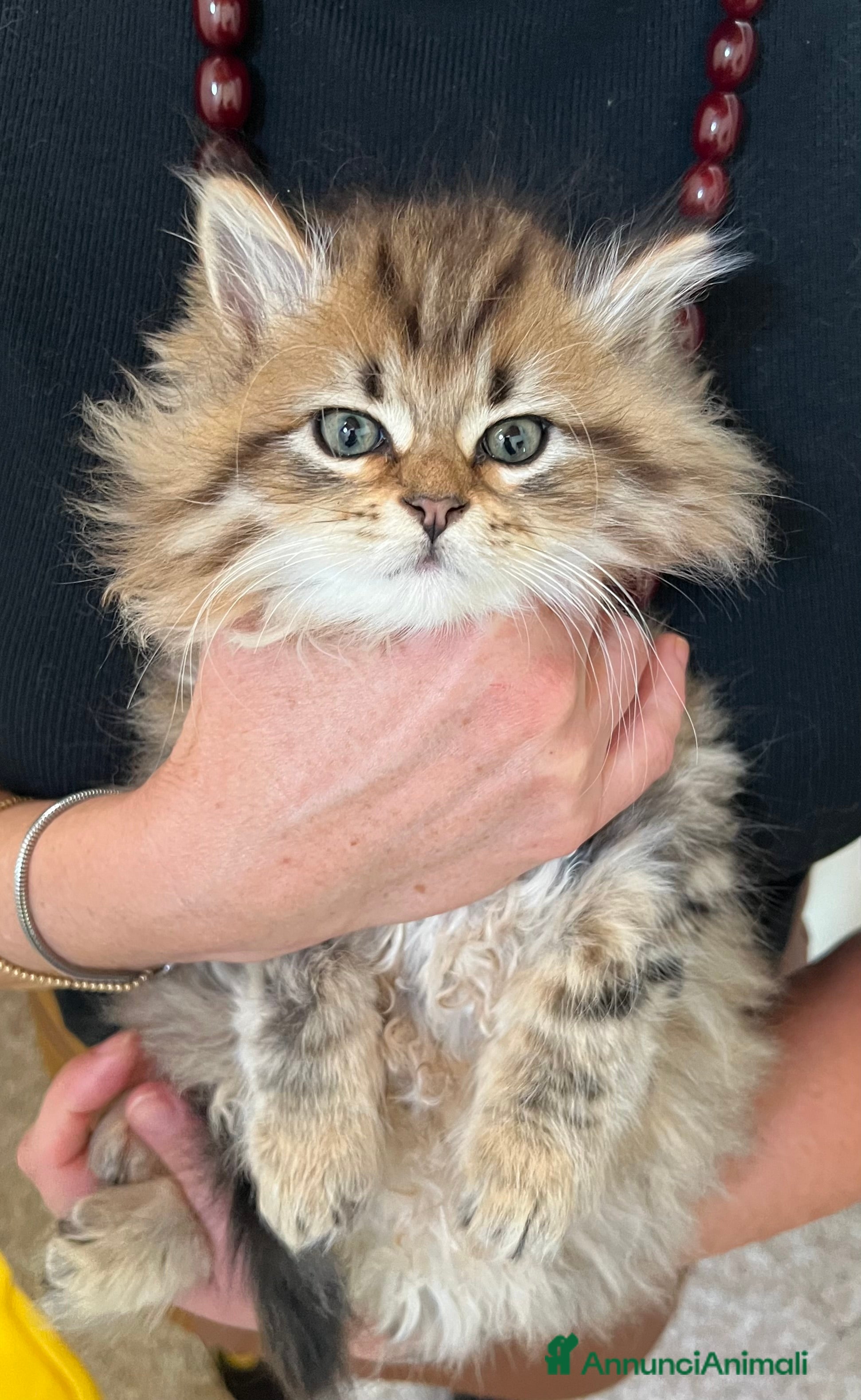 Siberiano gatti Cuccioli di gatto Siberiano - Annuncio 14