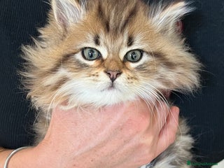 Siberiano gatti Cuccioli di gatto Siberiano - Annuncio 21