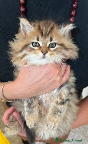 Siberiano gatti - Annuncio 14