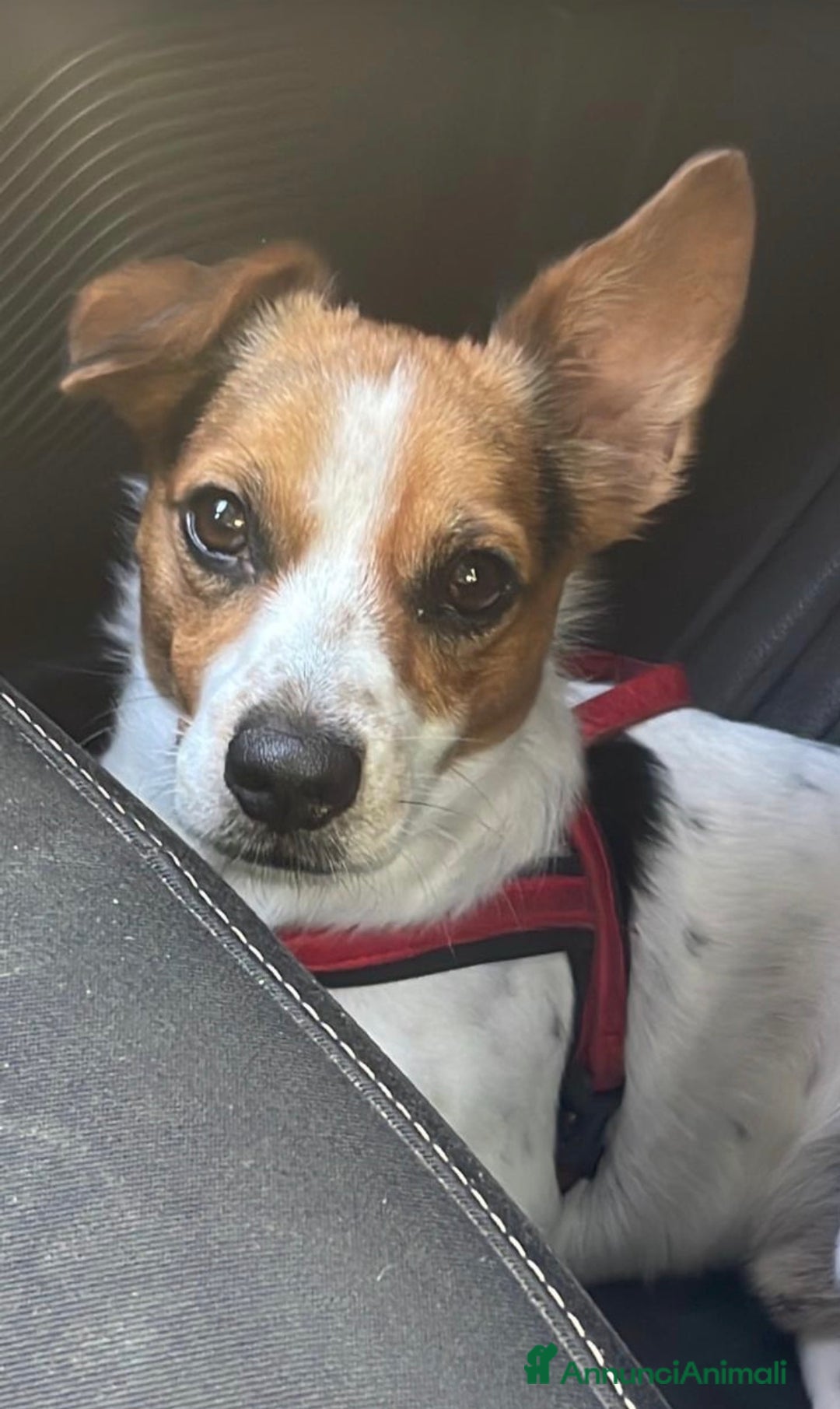 Meticcio cani per accoppiamento: Cercasi compagna per fidanzamento - Annuncio 2