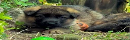 Pastore Tedesco cani in vendita: Cuccioli di pastore tedesco selezionati - Annuncio 5