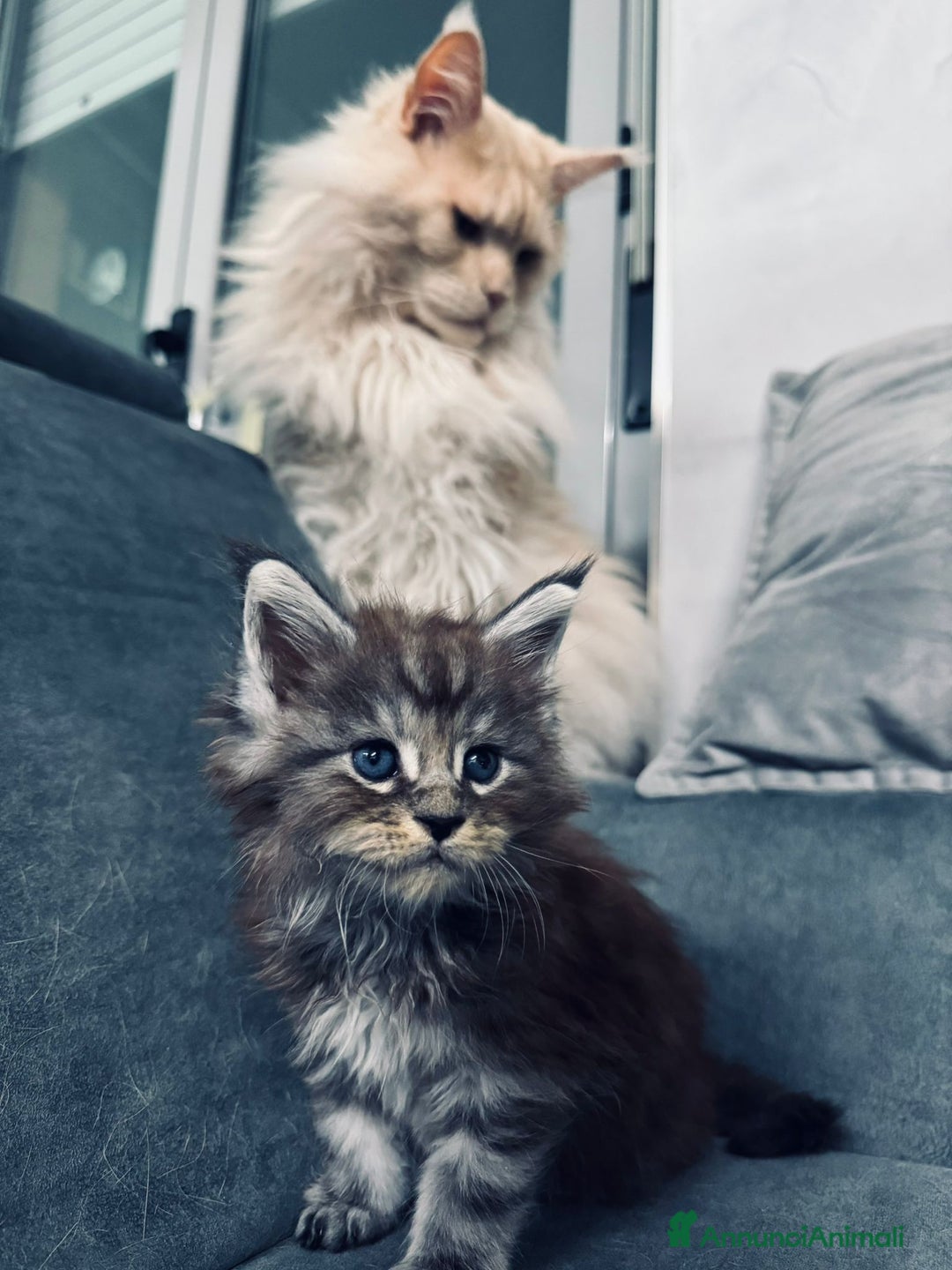 Maine Coon gatti in vendita: Cucciolata Maine coon - Immagine 8