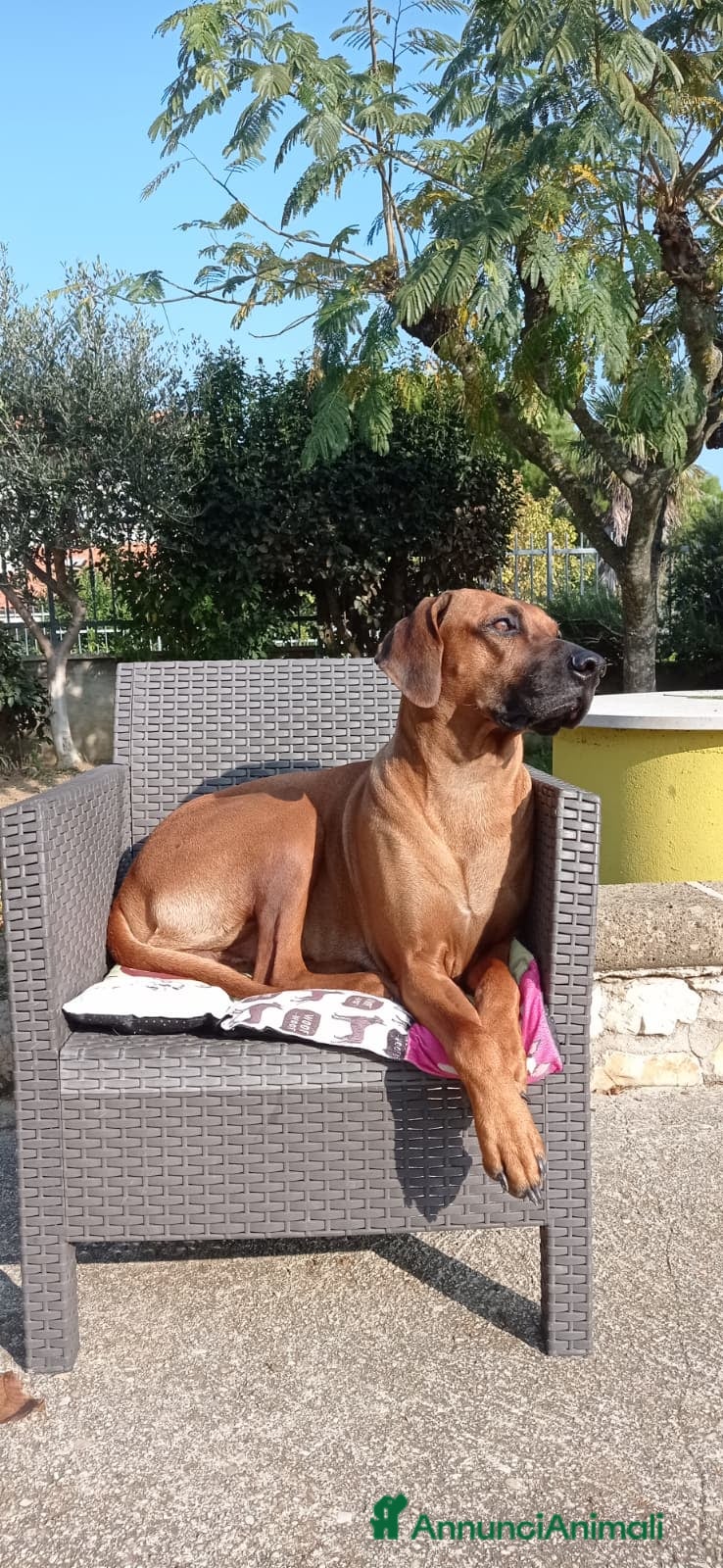 Rhodesian Ridgeback cani Cuccioli di Rhodesian Ridgeback disponibili - Annuncio 1