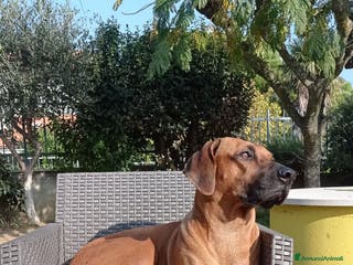 Rhodesian Ridgeback cani Cuccioli di Rhodesian Ridgeback disponibili - Annuncio 35