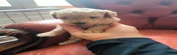 Barboncino cani in vendita: Barboncini Red nani  a Provincia di Savona - Annuncio 4