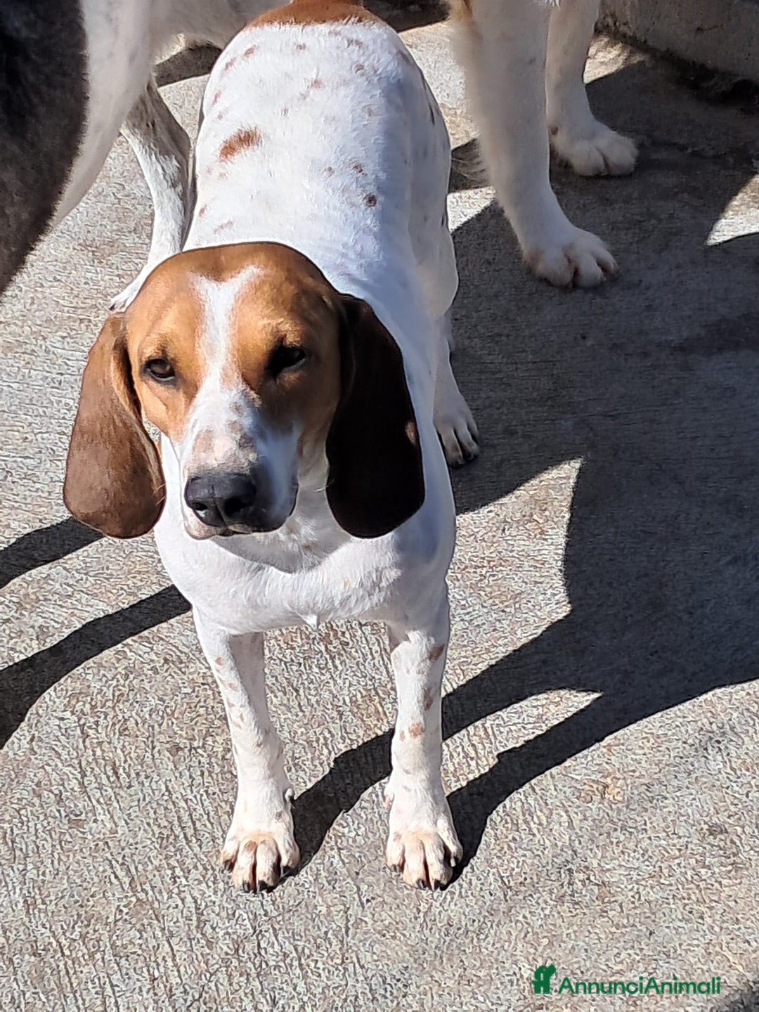 Altre razze cani in regalo: spike  - Annuncio 3