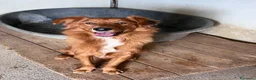 Meticcio cani in regalo: Zito cucciolotto in canile  - Annuncio 1