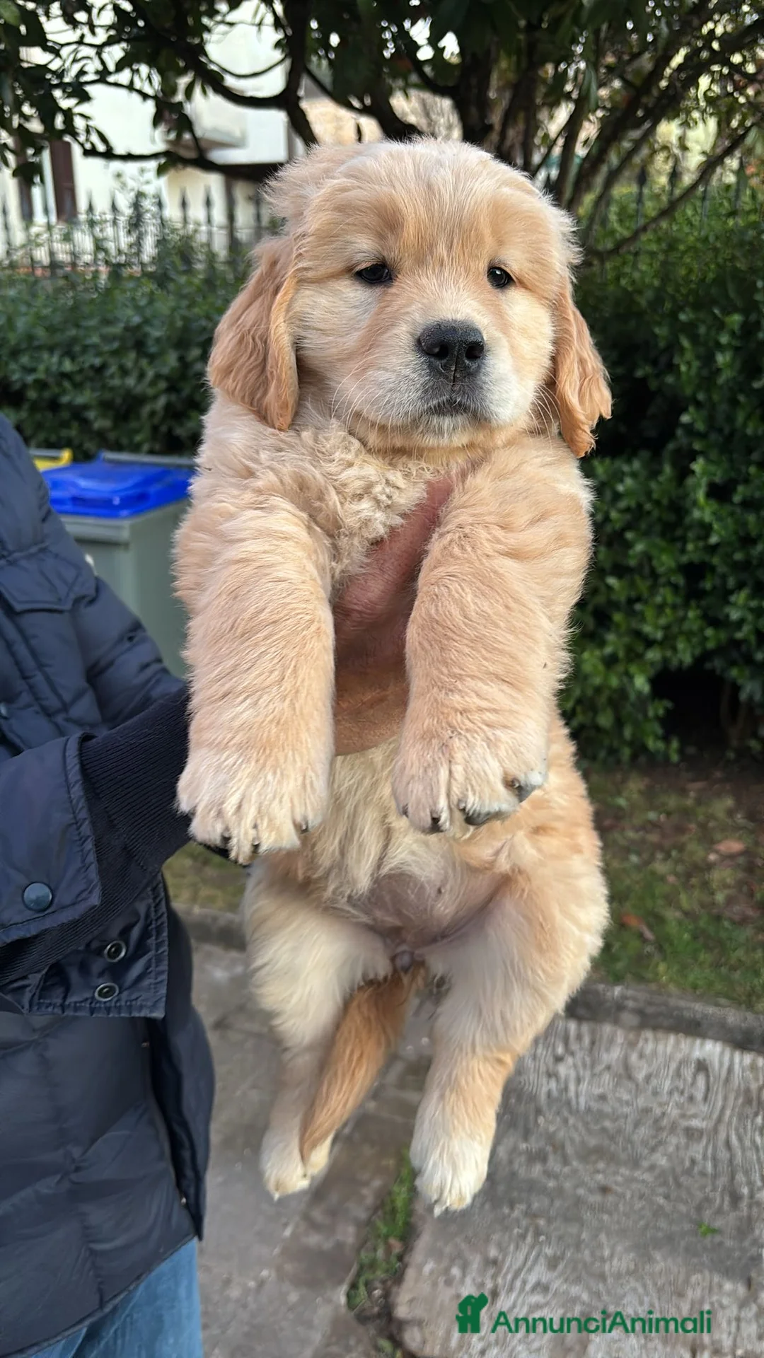 Golden Retriever cani in vendita: Golden Retriever cuccioli americani 90% - Annuncio 5